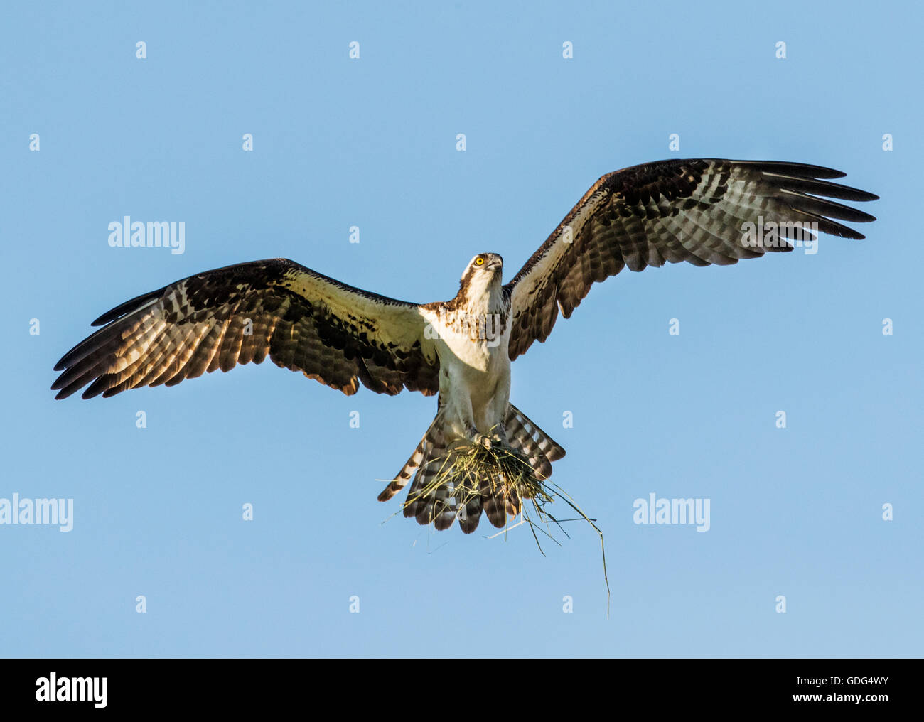 Balbuzard pêcheur en vol transportant des bâtons pour nid ; Pandion haliaetus, Sea Hawk, les poissons de la rivière Eagle ; poissons ; hawk épervier, raptor Banque D'Images