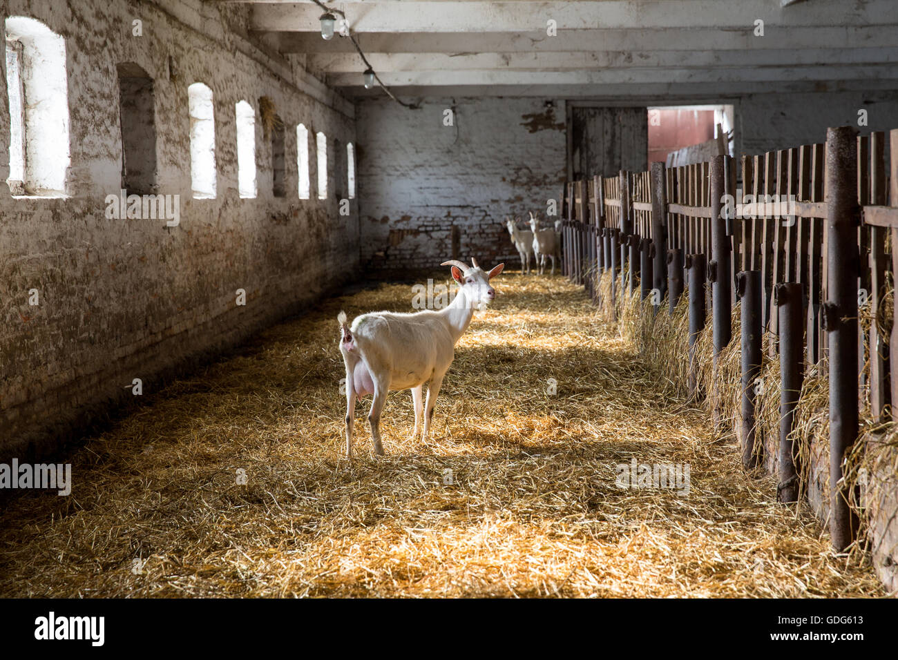 Lait chèvre dans un vide stable sur une ferme rurale Banque D'Images