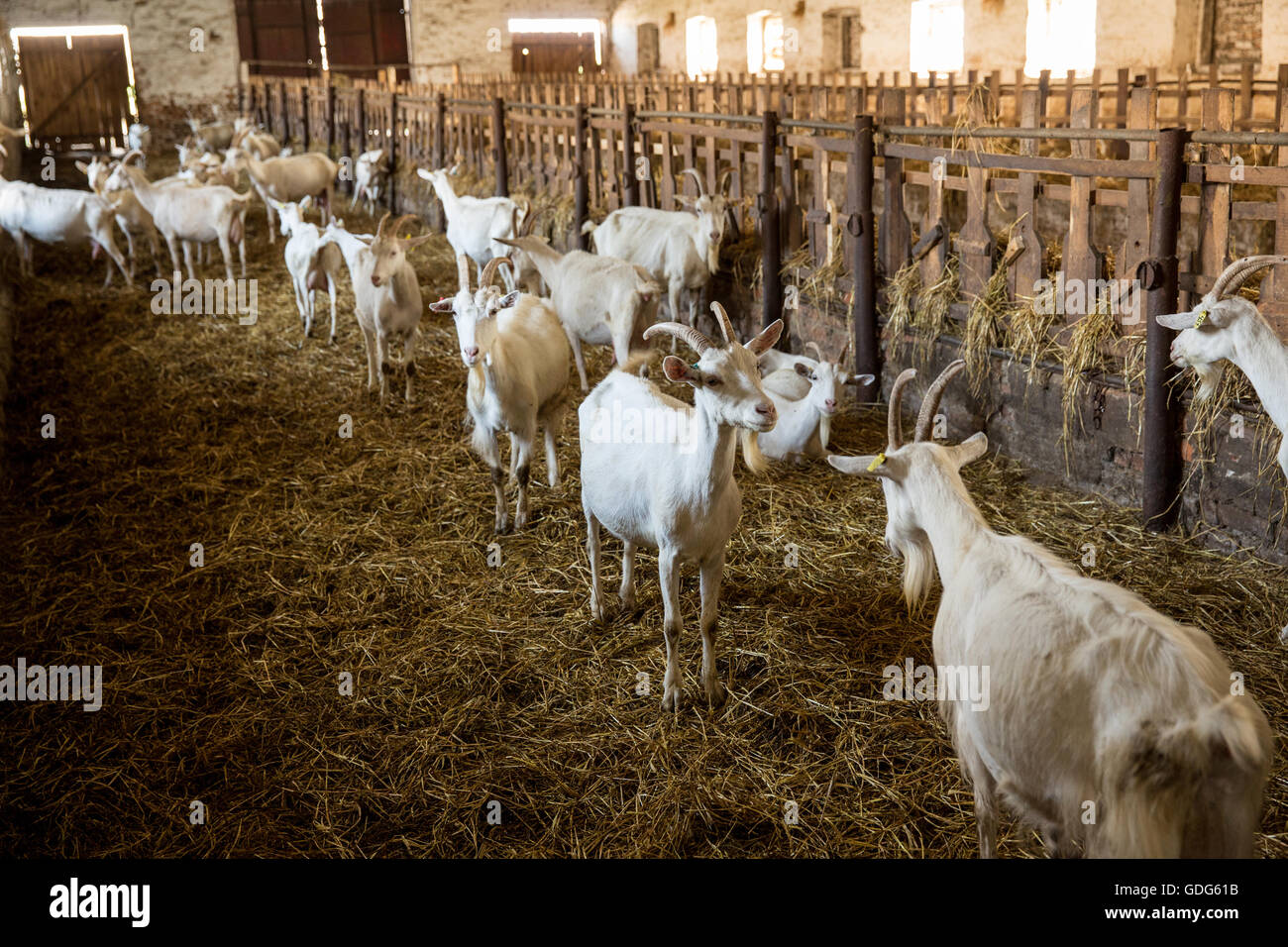 Lait de chèvres dans une étable sur une ferme rurale Banque D'Images
