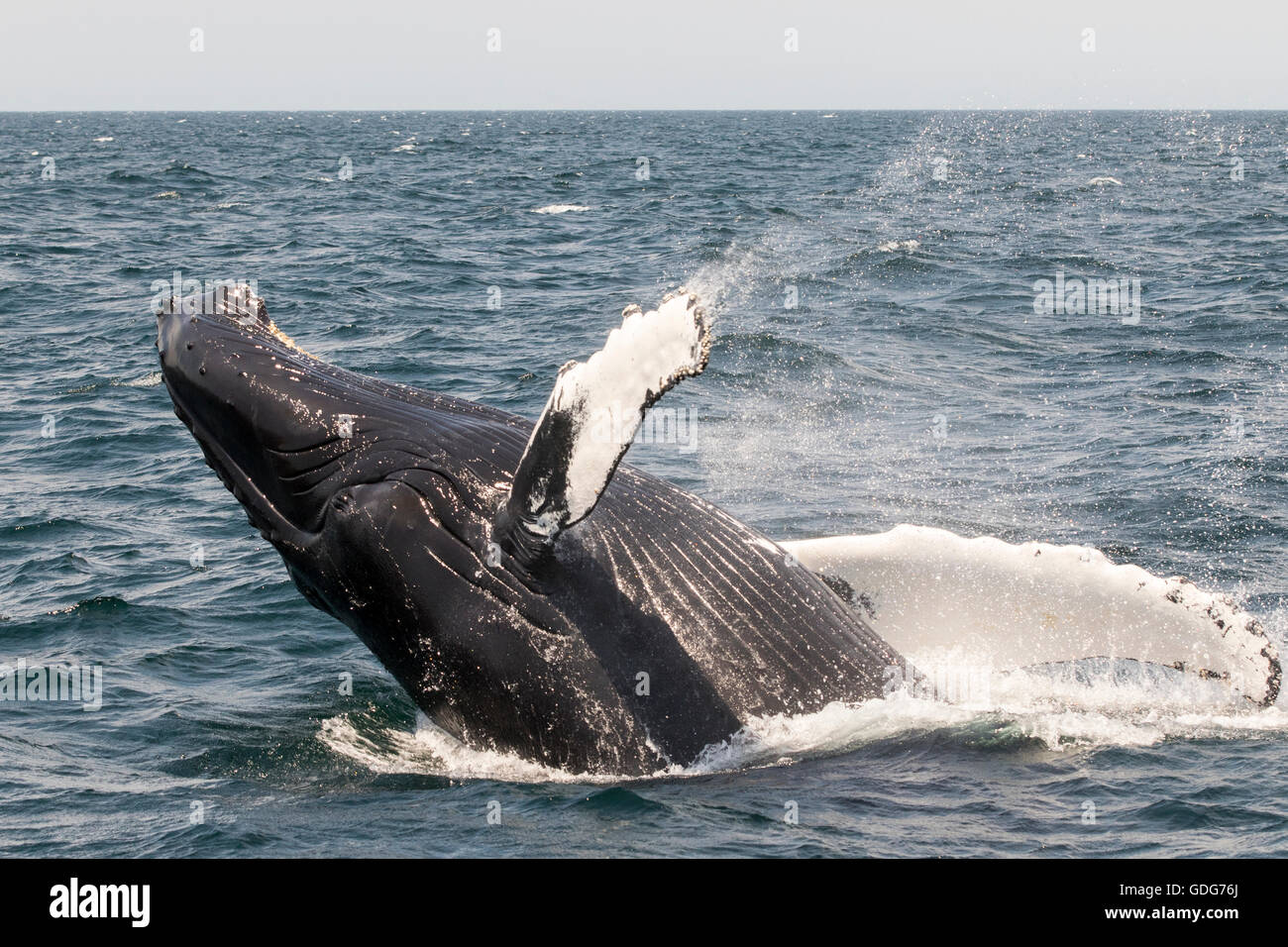 Humpback Whale breaching, sautant alors que l'observation des baleines près de banc Stellwagen et Cape Cod. (Megaptera novaeangliae) Banque D'Images