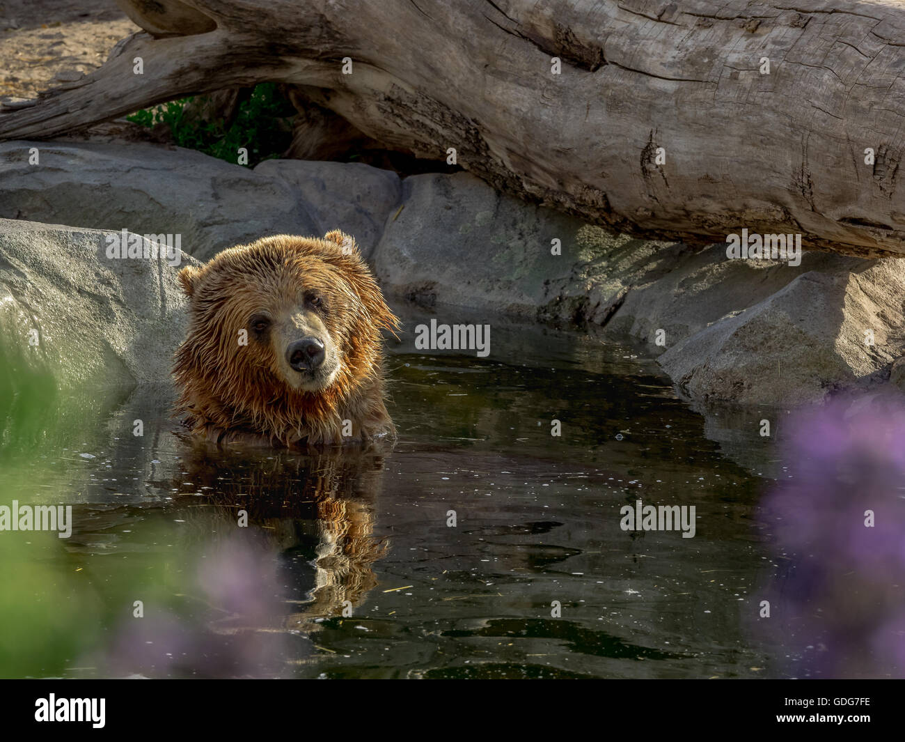 Arrêt du refroidissement de l'ours grizzli dans un étang. Banque D'Images