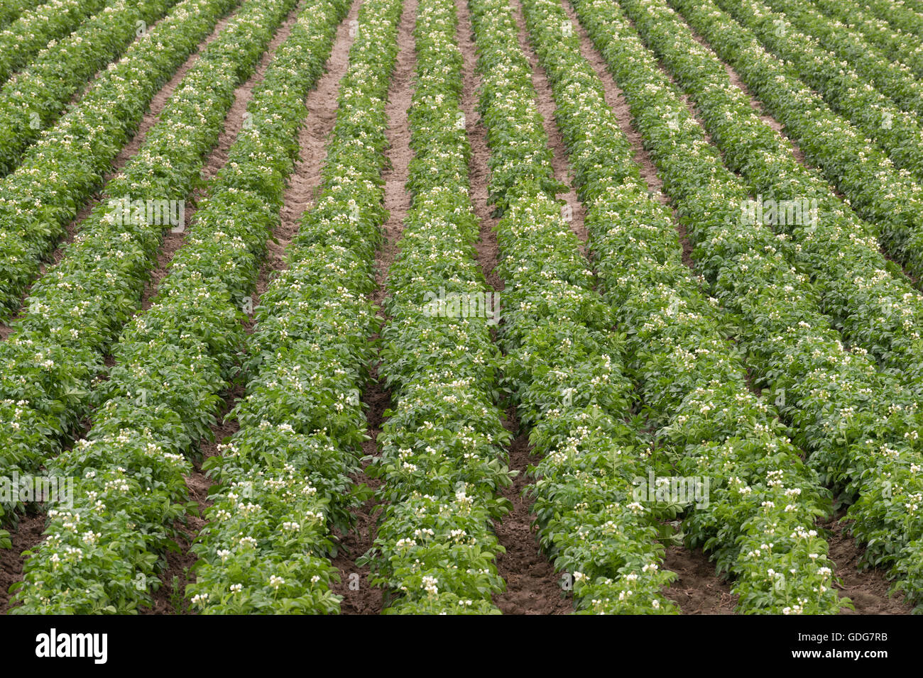 Plants de pommes de terre poussent des cultures alimentaires Agriculture Ferme de l'Idaho Banque D'Images