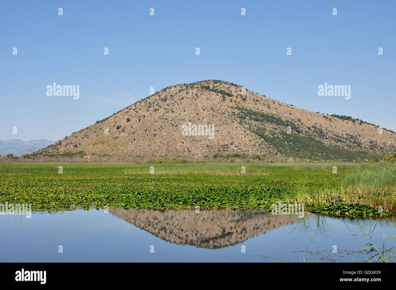 Le lac de Skadar au Monténégro. Banque D'Images