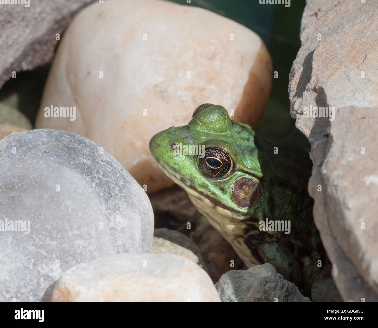 Bullfrog assis dans l'eau dans un marais. Banque D'Images