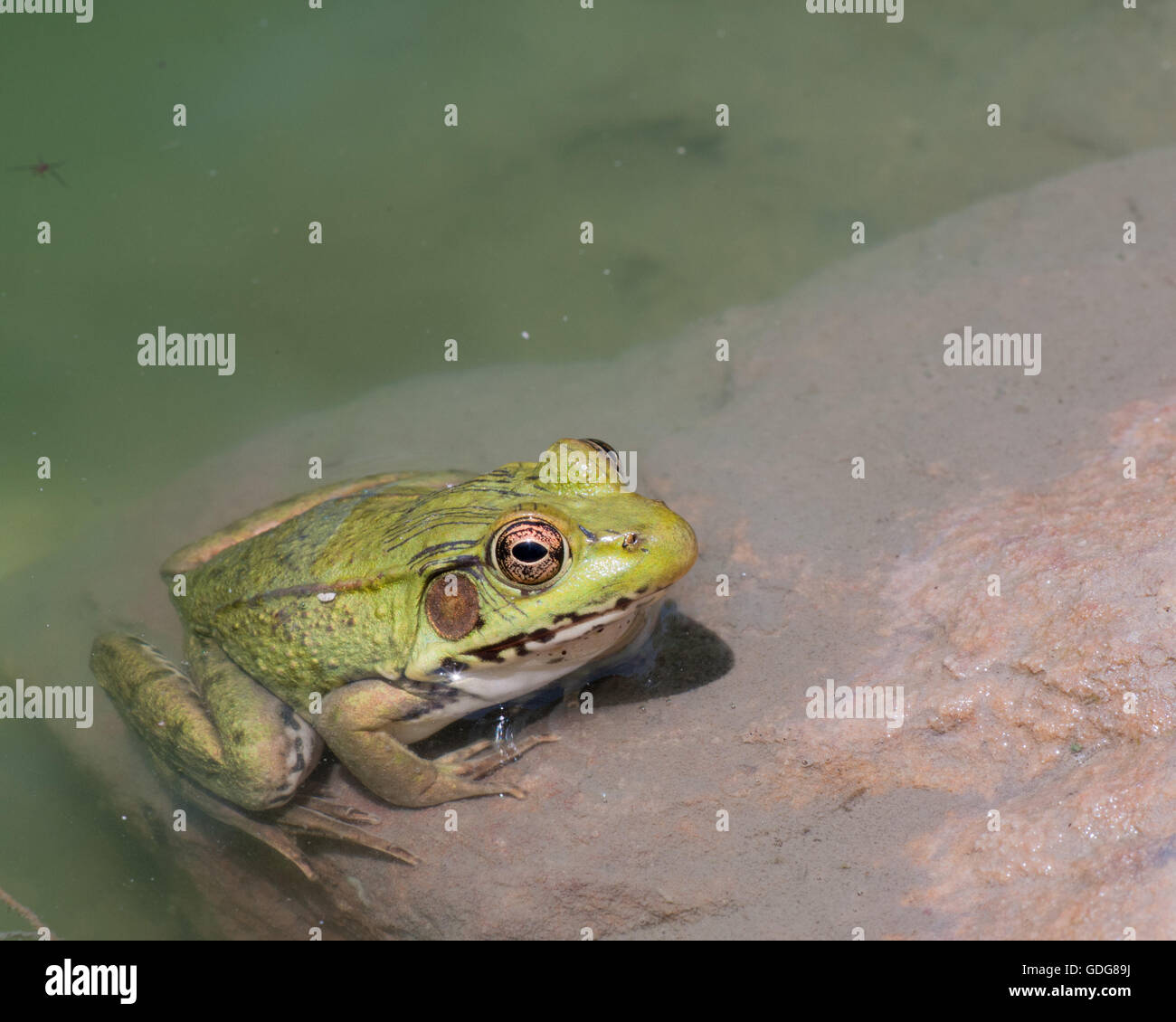 Bullfrog assis dans l'eau dans un marais. Banque D'Images