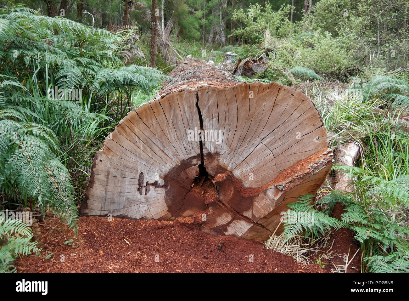 Couper en eucalyptus de la région de Margaret River - Australie Occidentale Banque D'Images