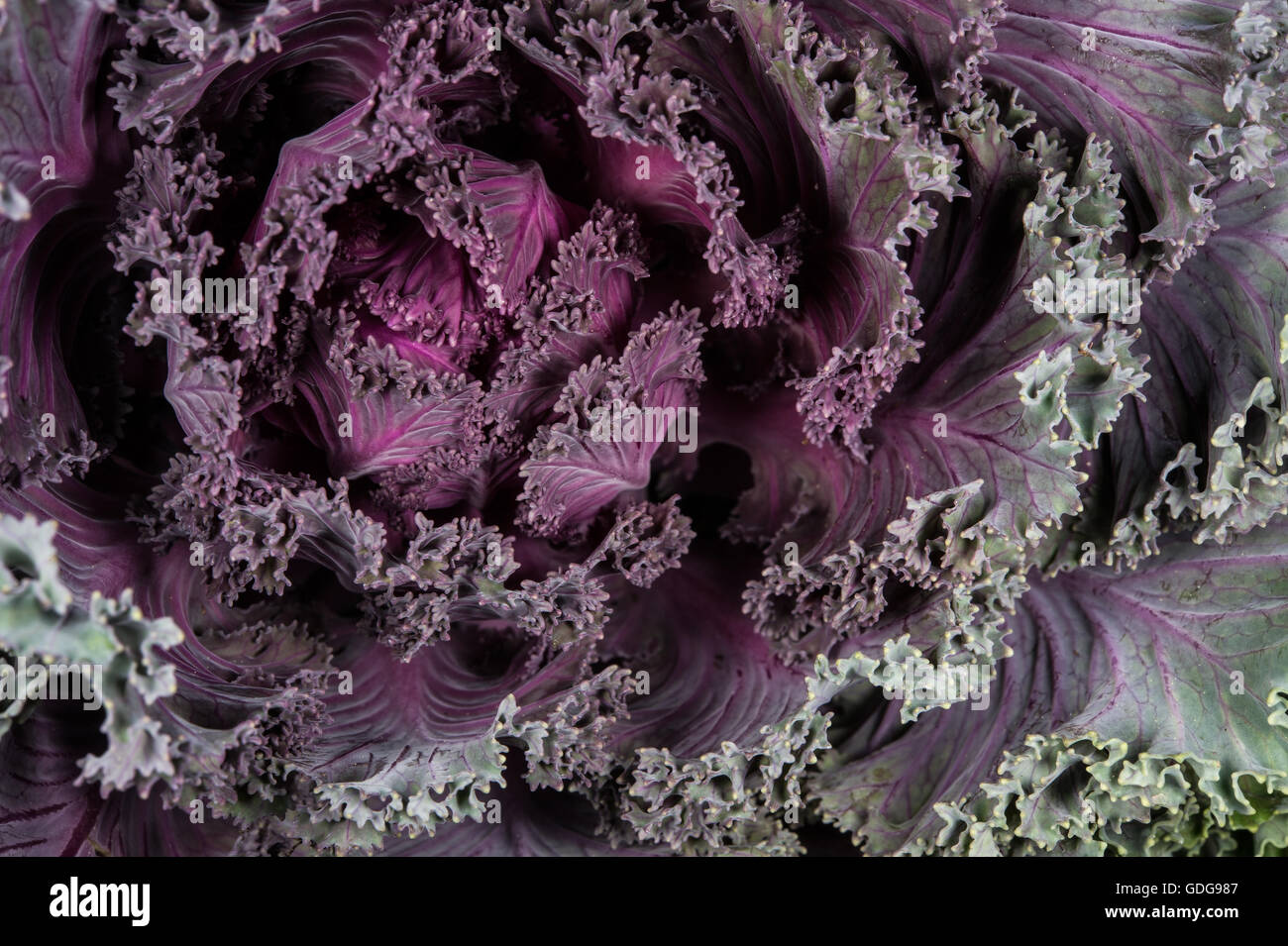 Chou d'ornement, Brassica oleracea sabellica, Brassicaceae Banque D'Images