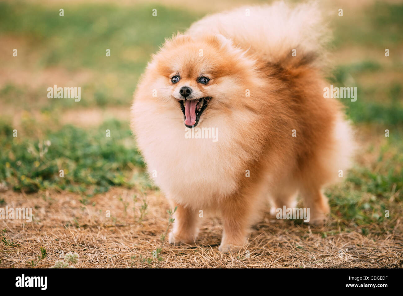 Drôle de Petit Chien Spitz Pomeranian Rouge Piscine Banque D'Images