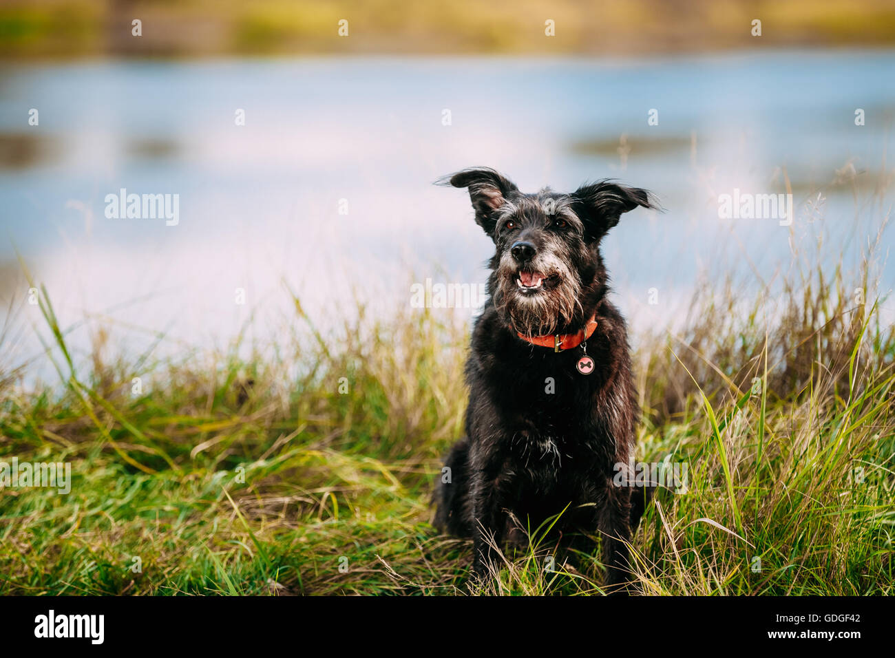 Heureux sourire espiègle petit chien de chasse noir taille taille petit chien noir dans l'herbe près de la rivière, le lac en été. Banque D'Images