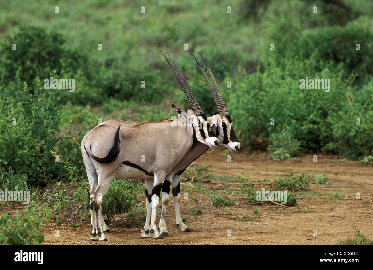 Beisa oryx de beisa oryx,, les mâles, Kenya Banque D'Images