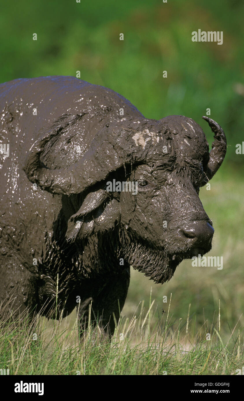 D'AFRIQUE, syncerus caffer, couverts de boue, parc Serengeti en Tanzanie Banque D'Images