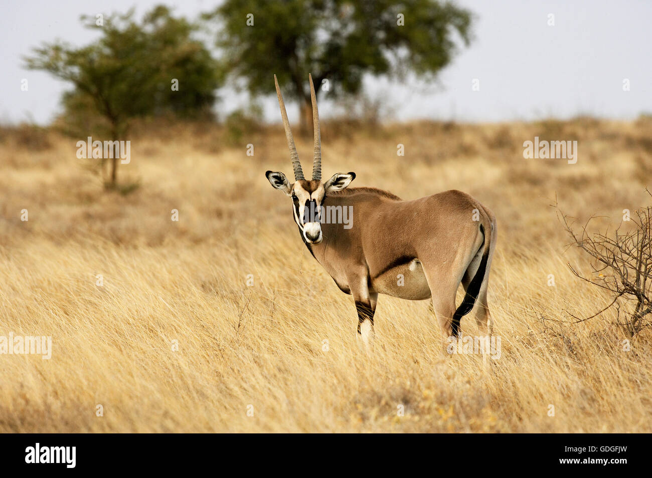 Beisa oryx de beisa oryx, adultes, à Savannah, parc de Masai Mara au Kenya Banque D'Images