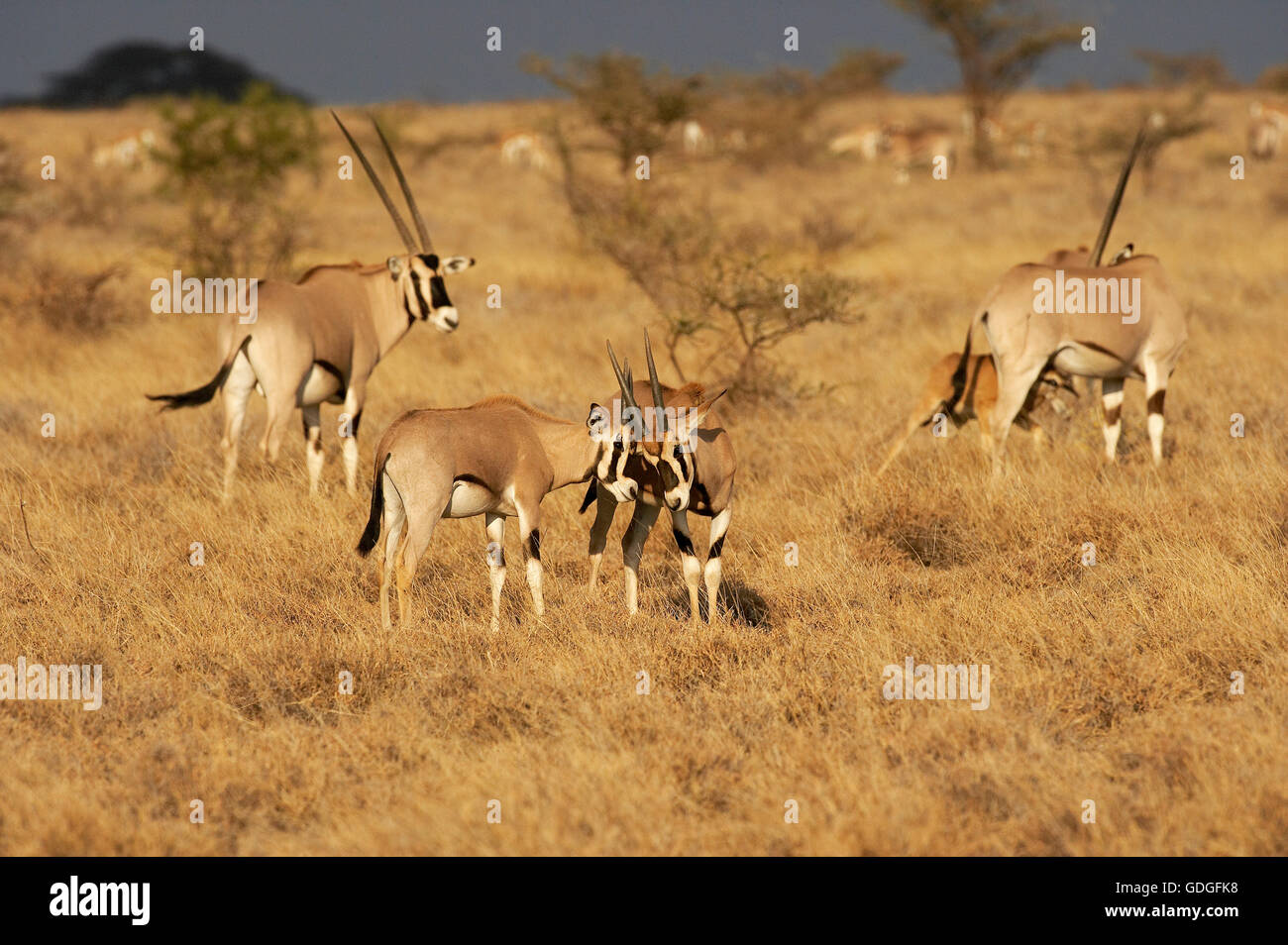 Beisa oryx de beisa oryx, troupeau, à Savannah, parc de Masai Mara au Kenya Banque D'Images