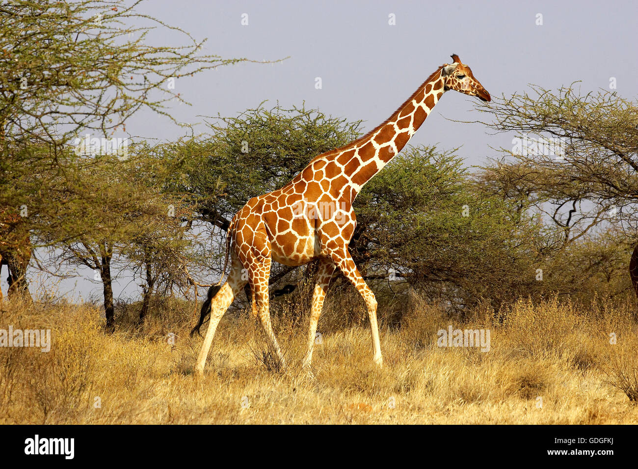 Giraffe réticulée, Giraffa camelopardalis reticulata, marchant à travers les arbres adultes Acacias, parc de Samburu au Kenya Banque D'Images