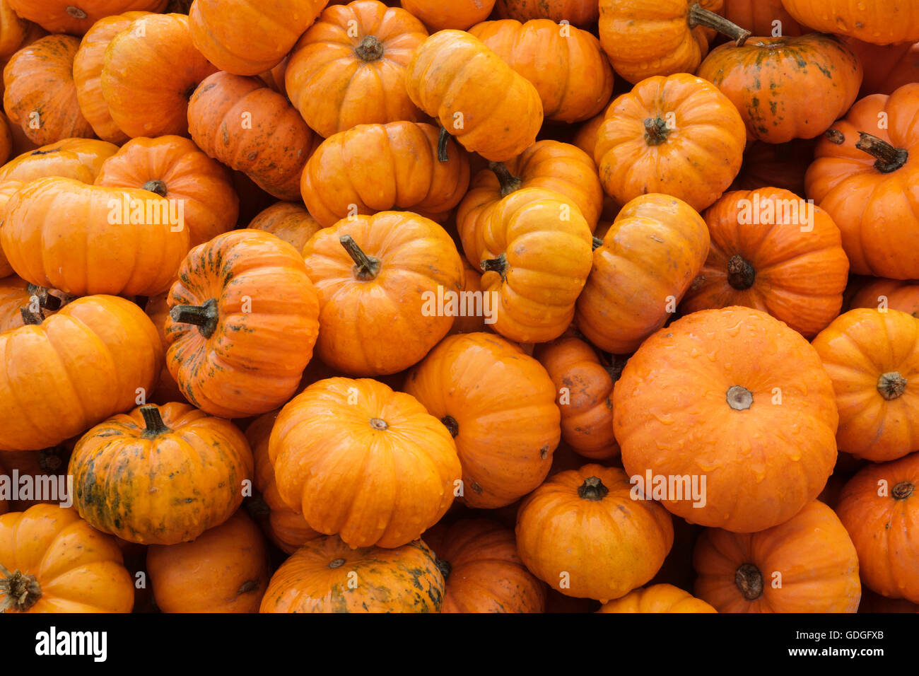Pumpkins,Suisse Banque D'Images