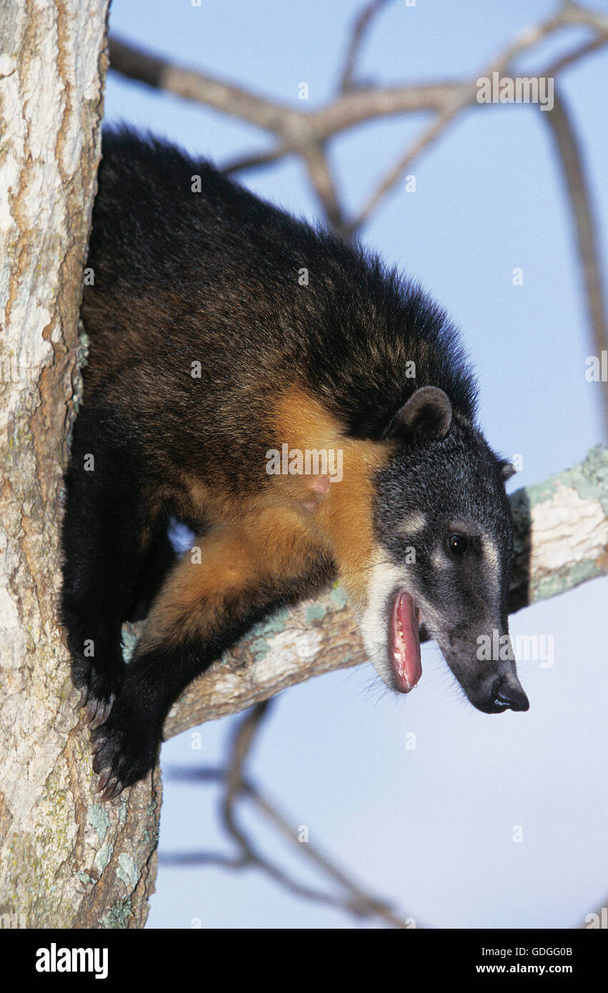 Ringtailed Coati Nasua nasua ou Coatimundi, adultes, perché dans l'arbre, Appelant, Pantanal au Brésil Banque D'Images