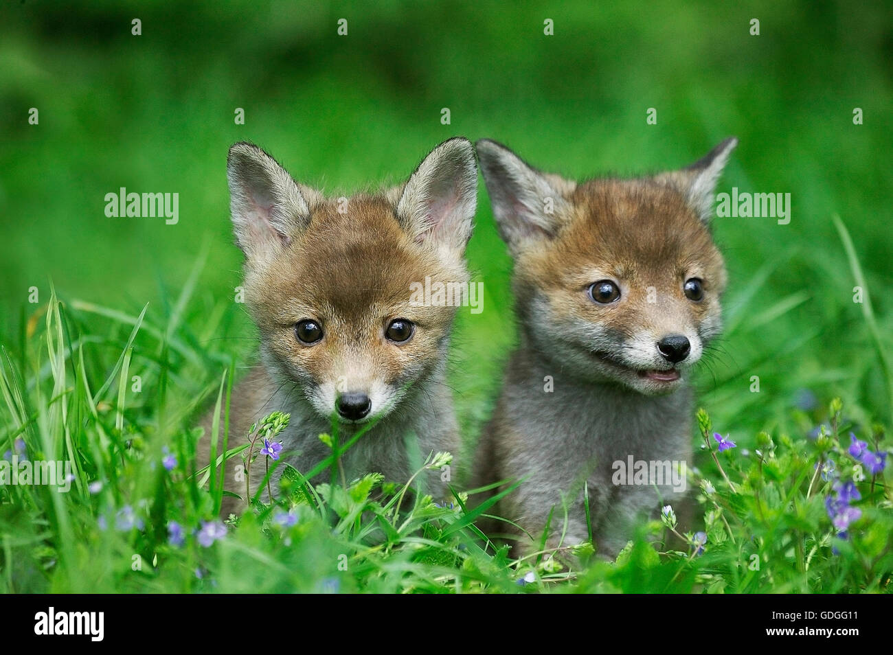 Le renard roux, Vulpes vulpes, met bas dans l'herbe haute, Normandie Banque D'Images