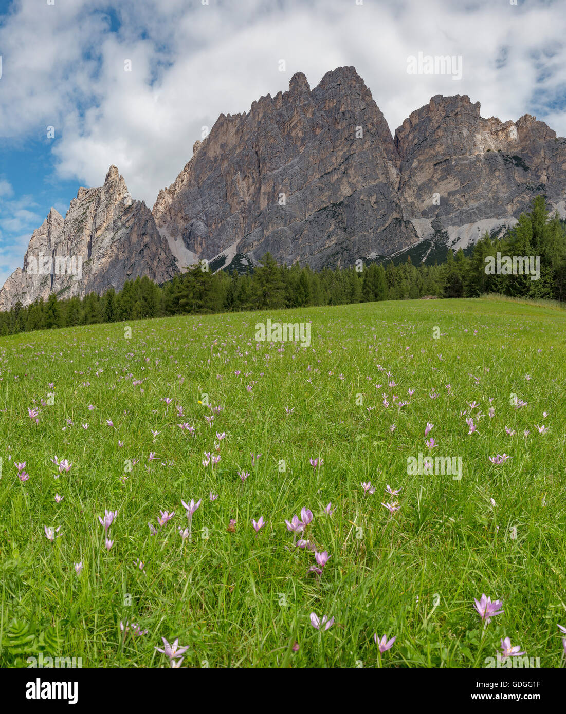 Cortina d'Ampezzo,Italie,montagne Dolomites Pomagagnon,champ avec crocus d'automne Banque D'Images
