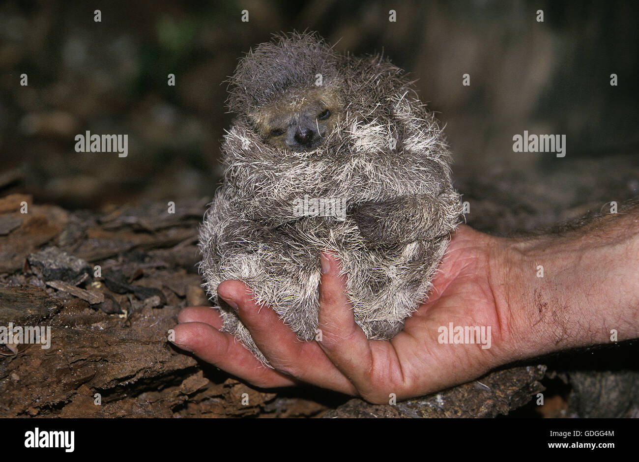 Trois Doigts A Criniere Paresseux Bradypus Torquatus Homme Avec Un Bebe Dans Sa Main Pantanal Au Bresil Photo Stock Alamy