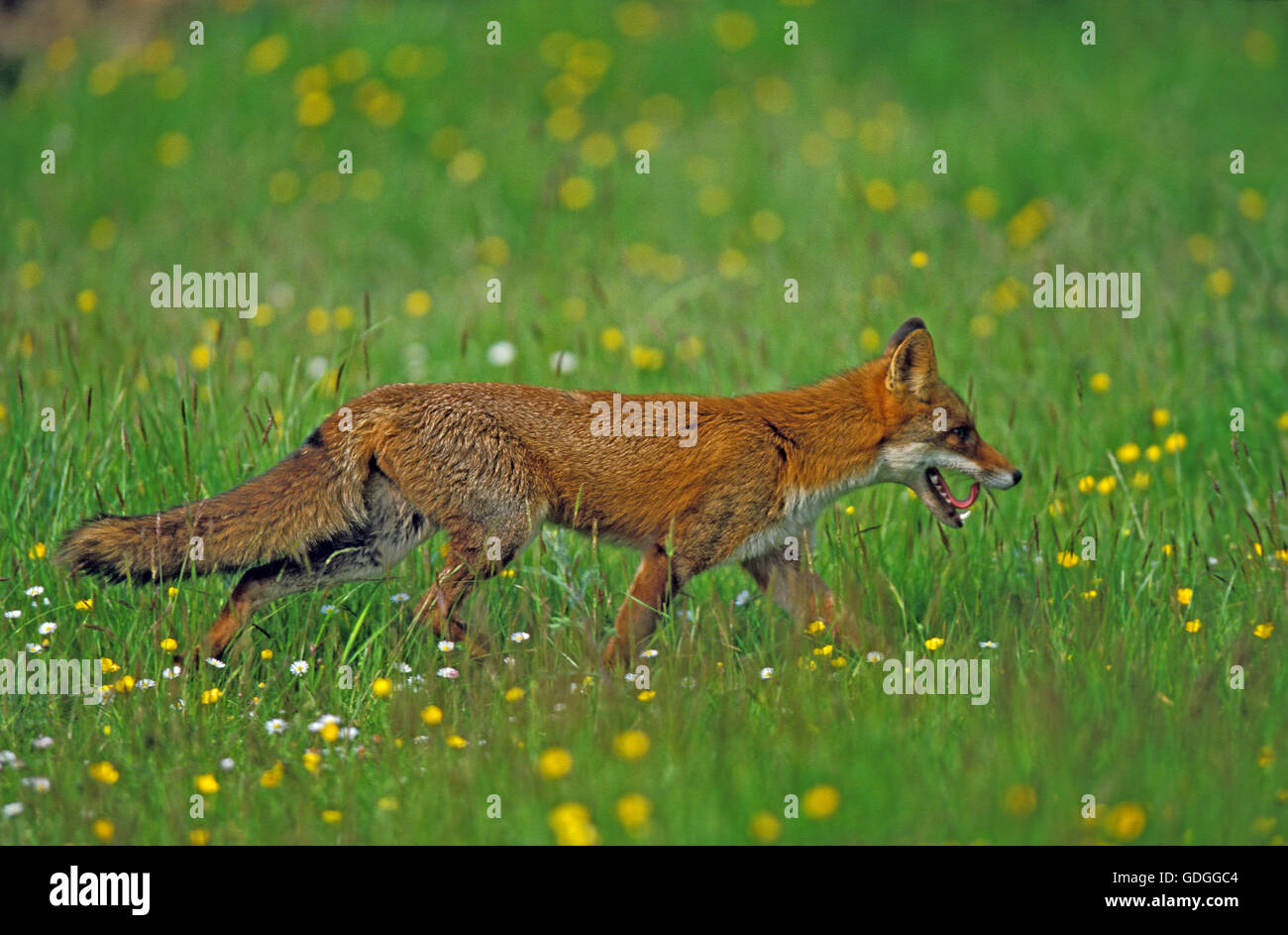 Le renard roux, Vulpes vulpes, des profils dans les fleurs Banque D'Images