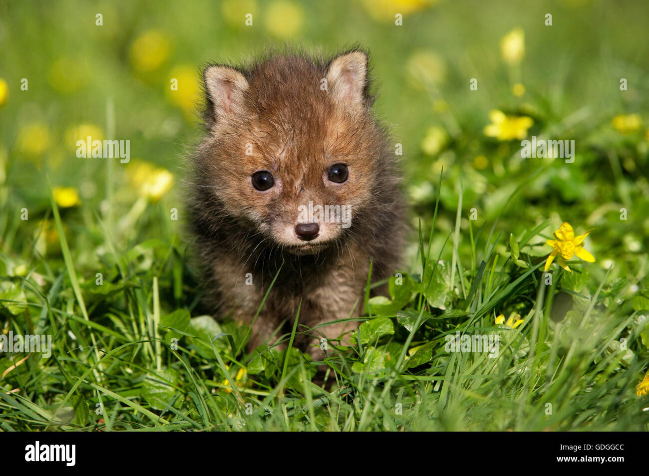 Le renard roux, Vulpes vulpes, Pup avec fleurs, Normandie Banque D'Images