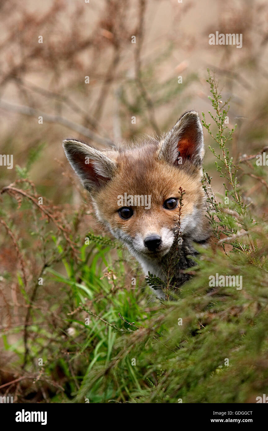 Bebe Renard Roux Vulpes Vulpes Dans Normady Photo Stock Alamy