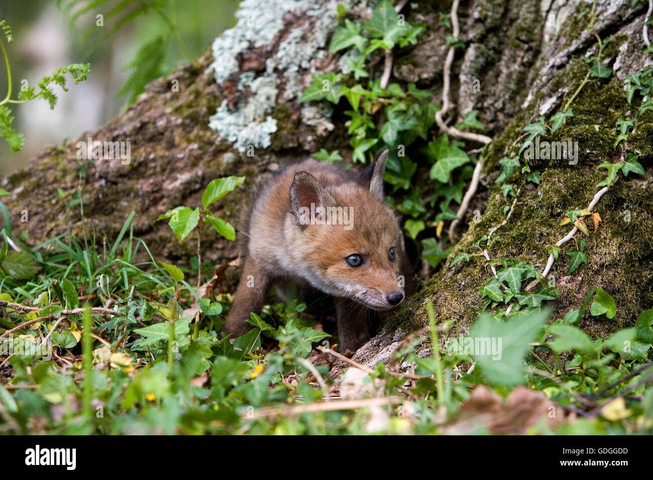 Le Renard roux Vulpes vulpes EN NORMANDIE Banque D'Images