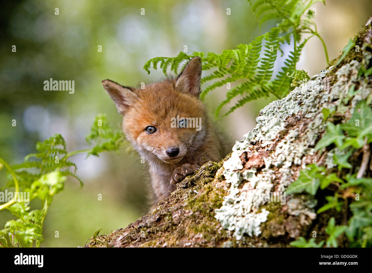Le renard roux, Vulpes vulpes, Cub, Normandie Banque D'Images