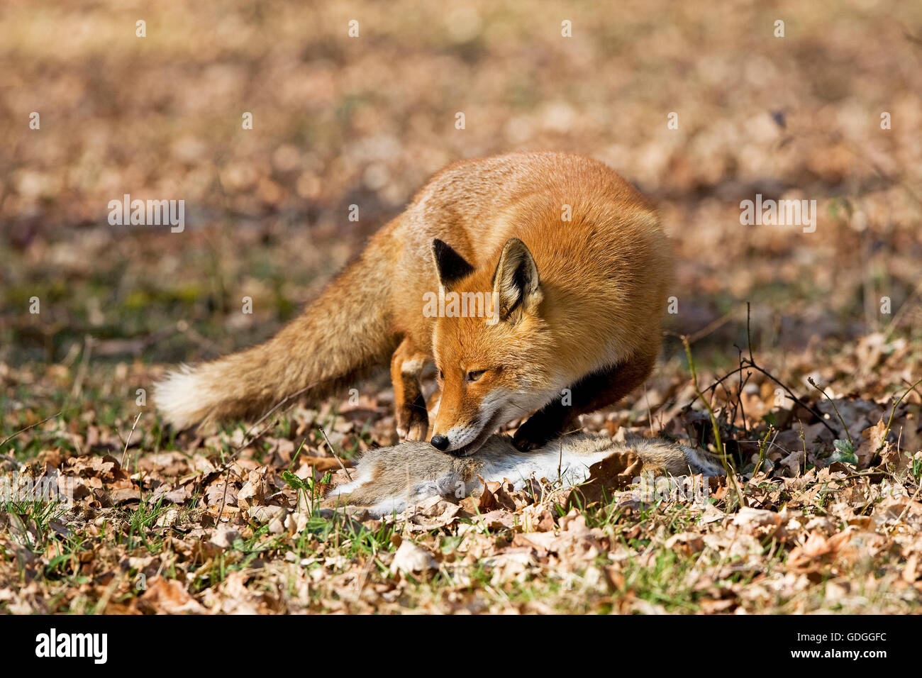 Le renard roux, Vulpes vulpes, homme avec un Kill, un lapin sauvage, Normandie Banque D'Images