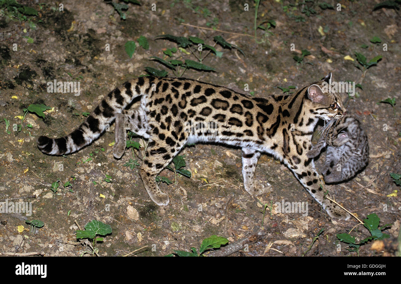 Chat MARGAY leopardus wiedi, MÈRE PORTANT CUB Banque D'Images