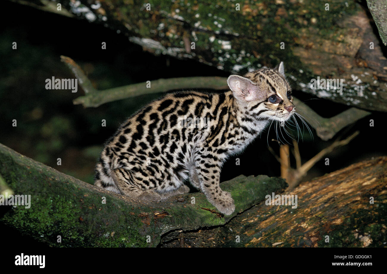 Chat MARGAY leopardus wiedi, CUB sur BRANCH Banque D'Images