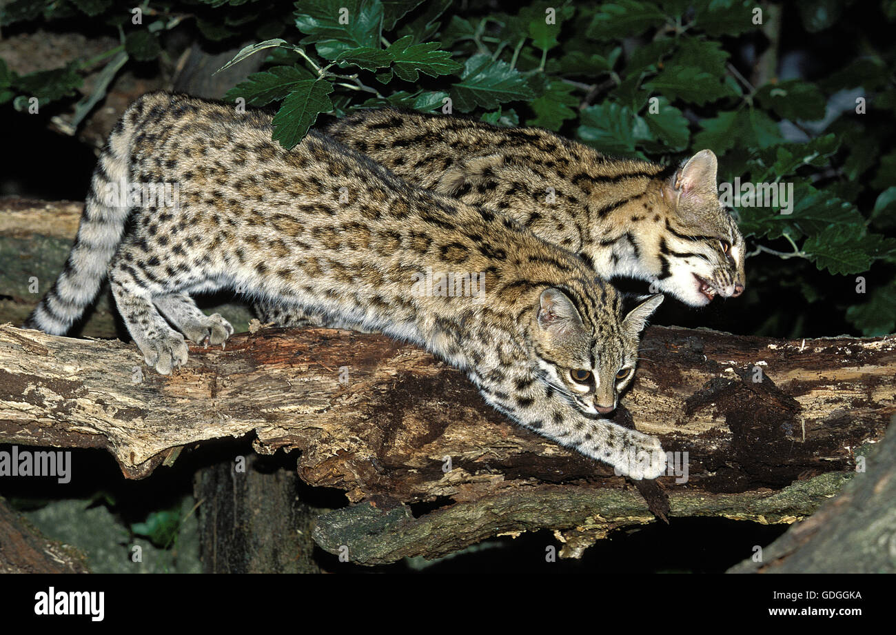 Chat-TIGRE OU ONCILLA leopardus tigrinus, PAIRE D'ADULTES sur BRANCH Banque D'Images