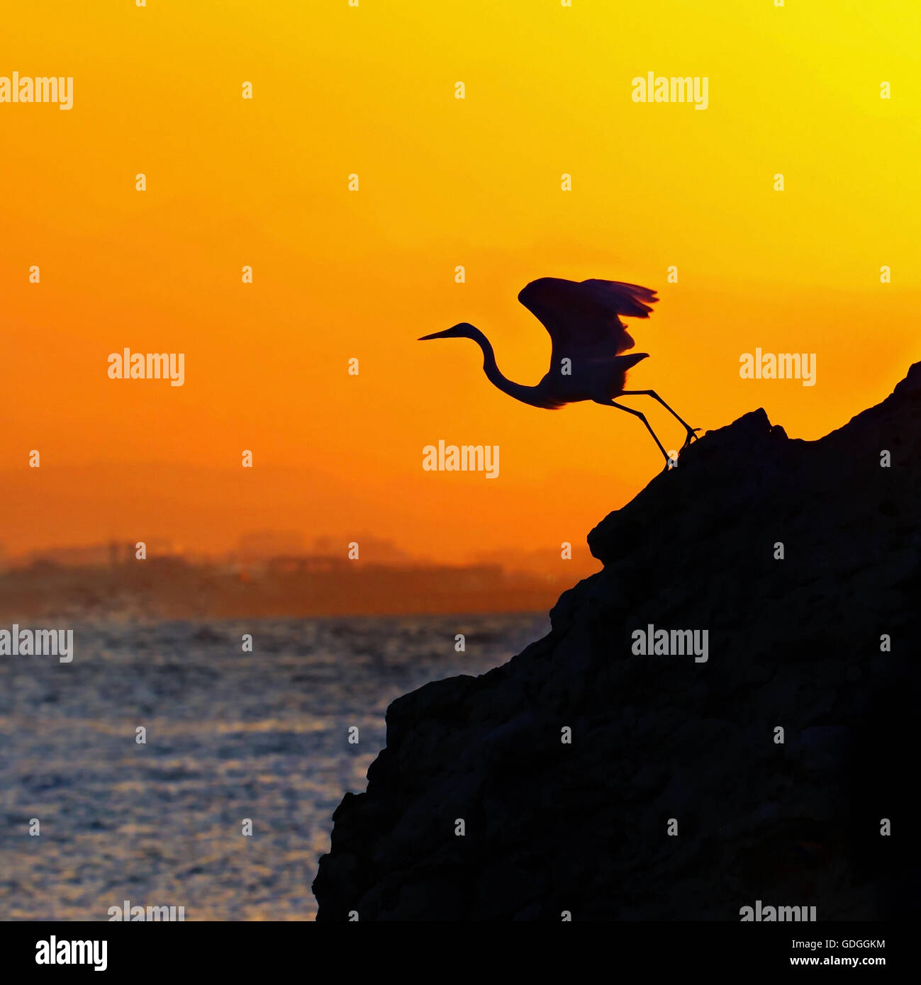 Au coucher du soleil, Heron Banque D'Images