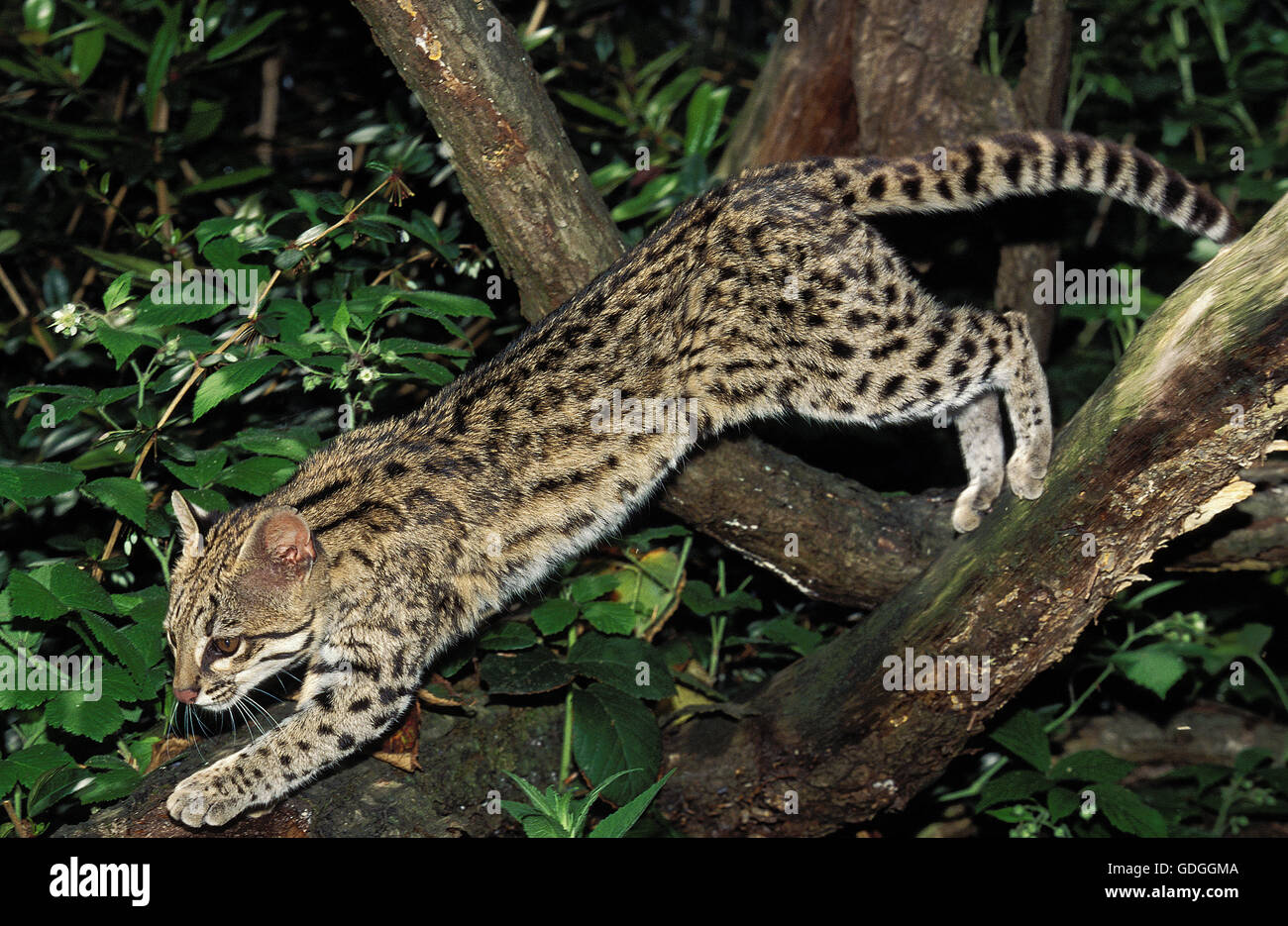 Chat-TIGRE OU ONCILLA leopardus tigrinus, sautant d'ADULTES BRANCH Banque D'Images