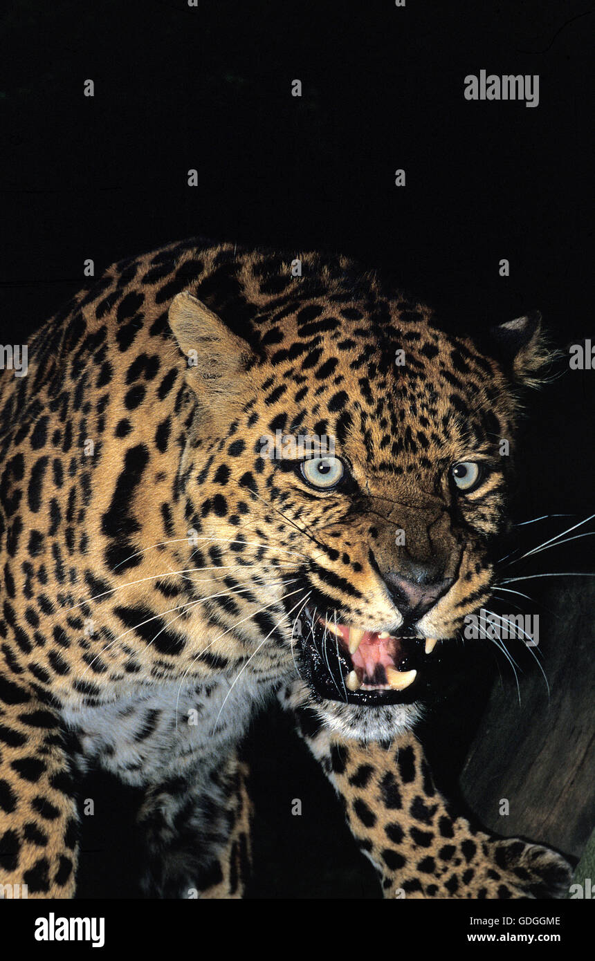 Léopard, Panthera pardus, Portrait d'adulte sur la défensive Banque D'Images