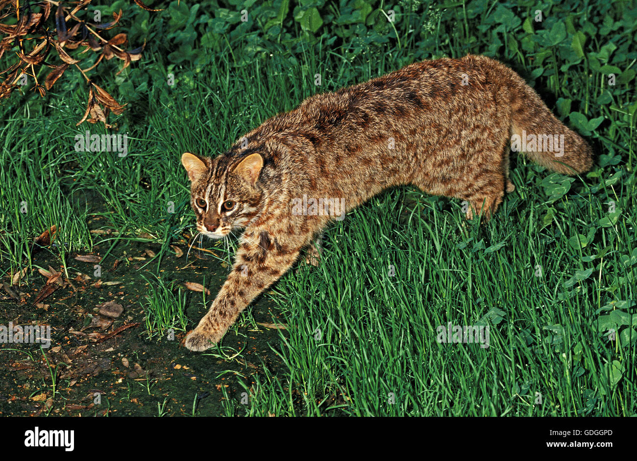 AMUR LEOPARD CAT OU SIBÉRIEN chat-léopard Prionailurus bengalensis euptilura Banque D'Images