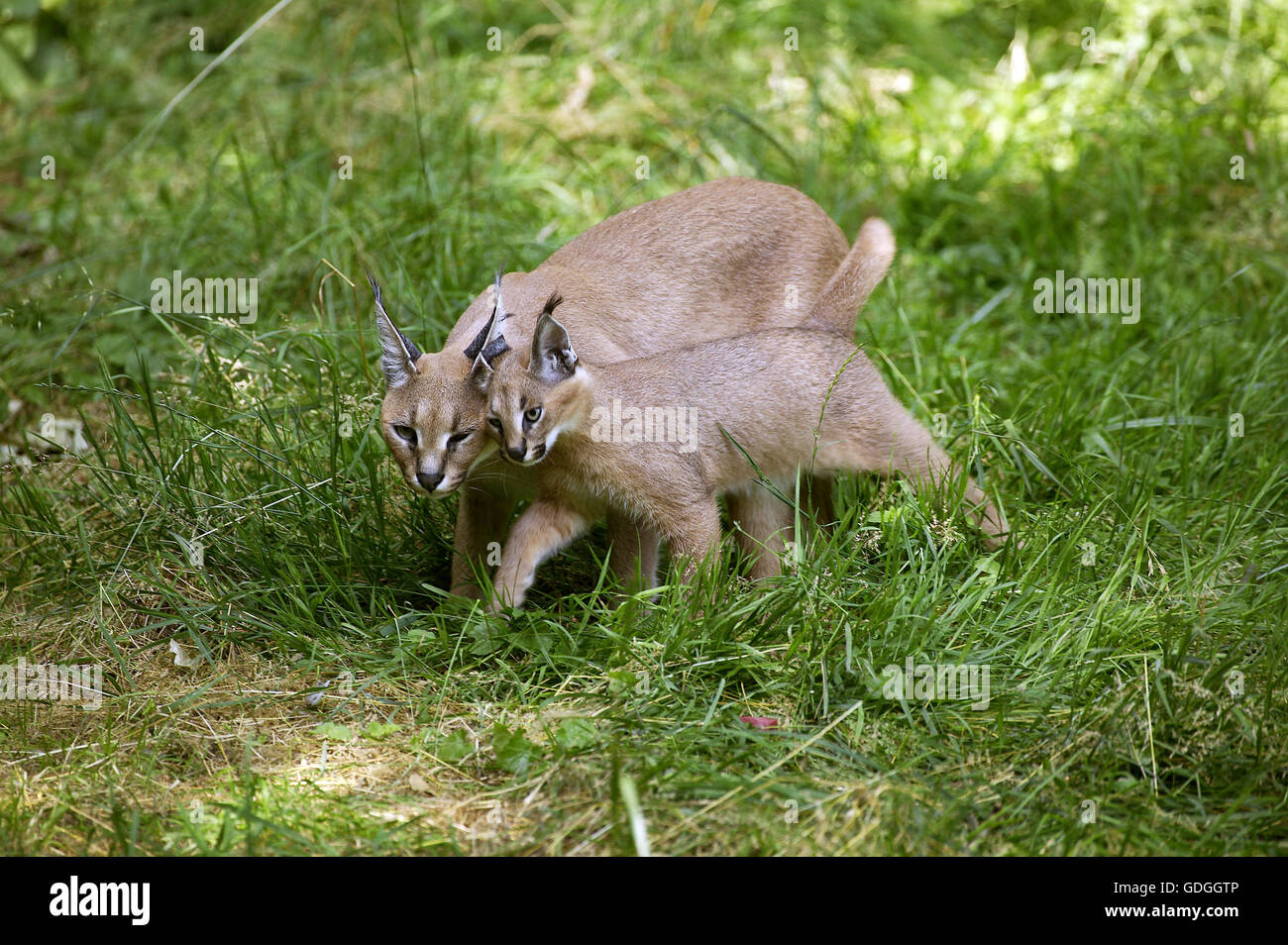 Caracal, Caracal caracal, Femme avec Cub Banque D'Images