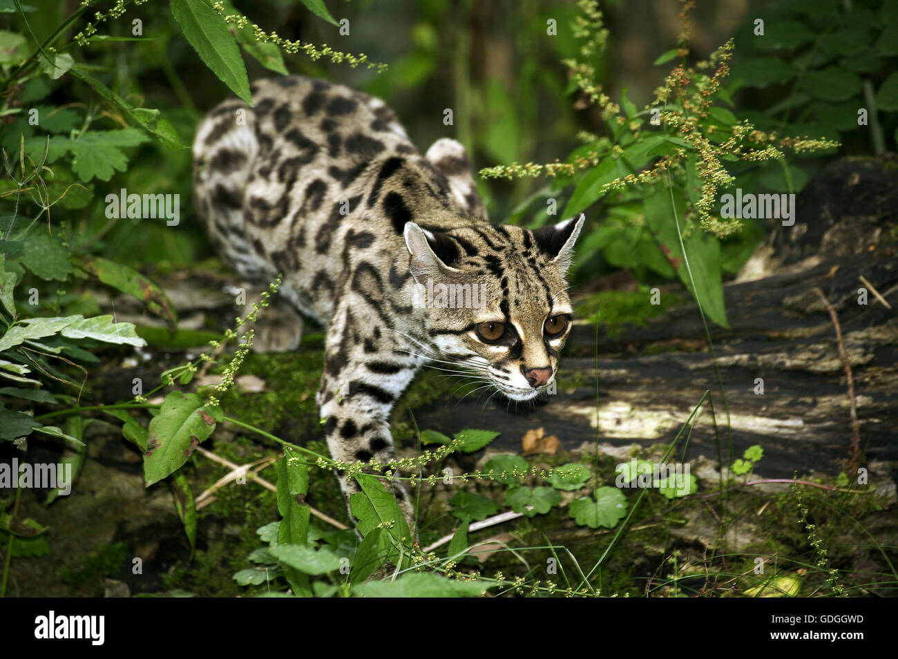 Chat Margay leopardus wiedi, adulte, Banque D'Images