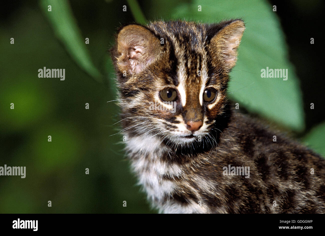 Amur Leopard Cat ou sibérien chat-léopard, Prionailurus bengalensis euptilura, Cub Banque D'Images