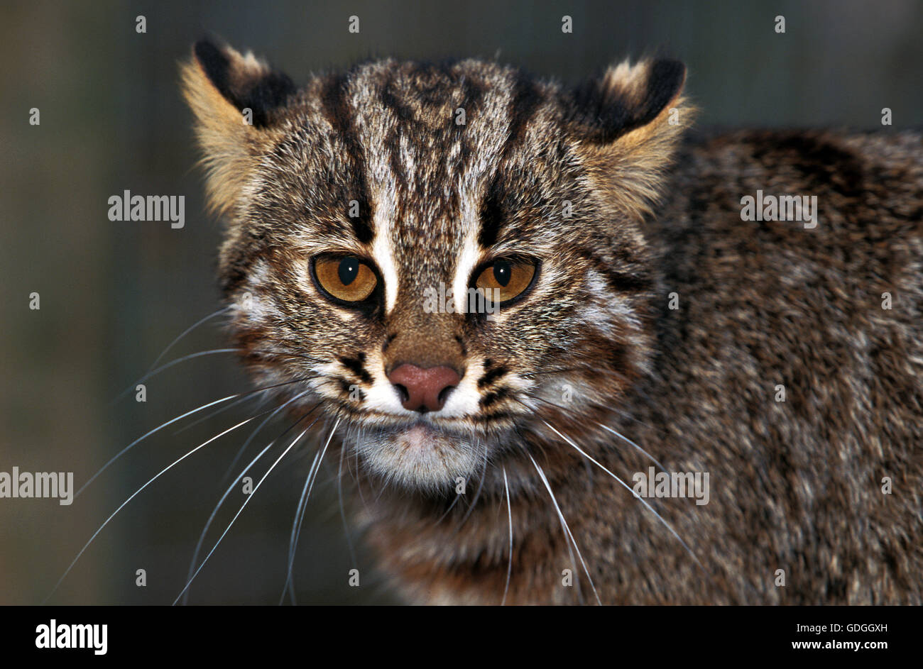 Amur Leopard Cat ou sibérien chat-léopard, Prionailurus bengalensis euptilura, Portrait d'adulte Banque D'Images