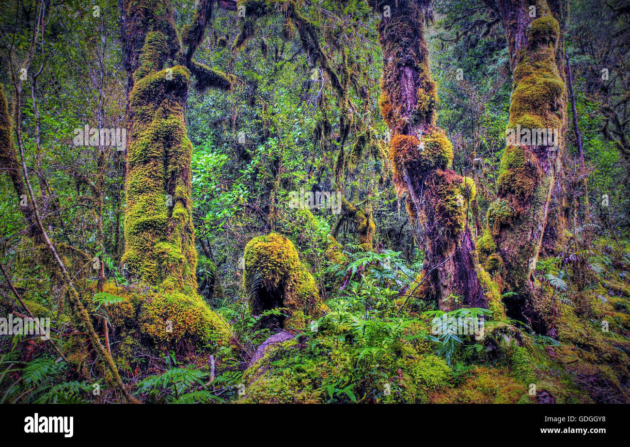 Rain forest, Nouvelle-Zélande, fern,île du sud de la forêt tropicale,jungle,végétation,vert,l'enfer,charmante,bois, conte de fées Banque D'Images