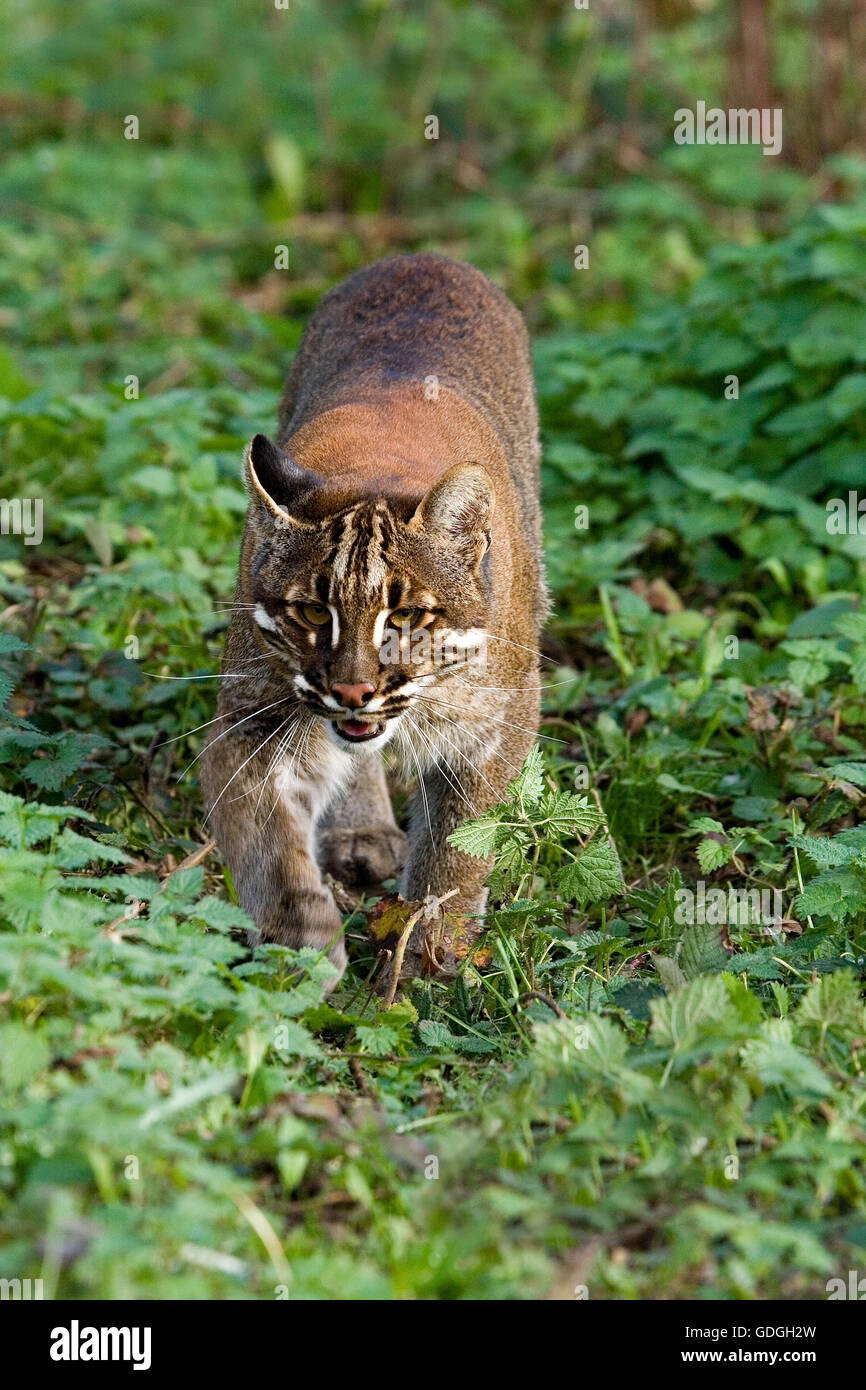 D Or D Asie Ou Chat Le Chat De Temminck Catopuma Temmincki Adulte Photo Stock Alamy