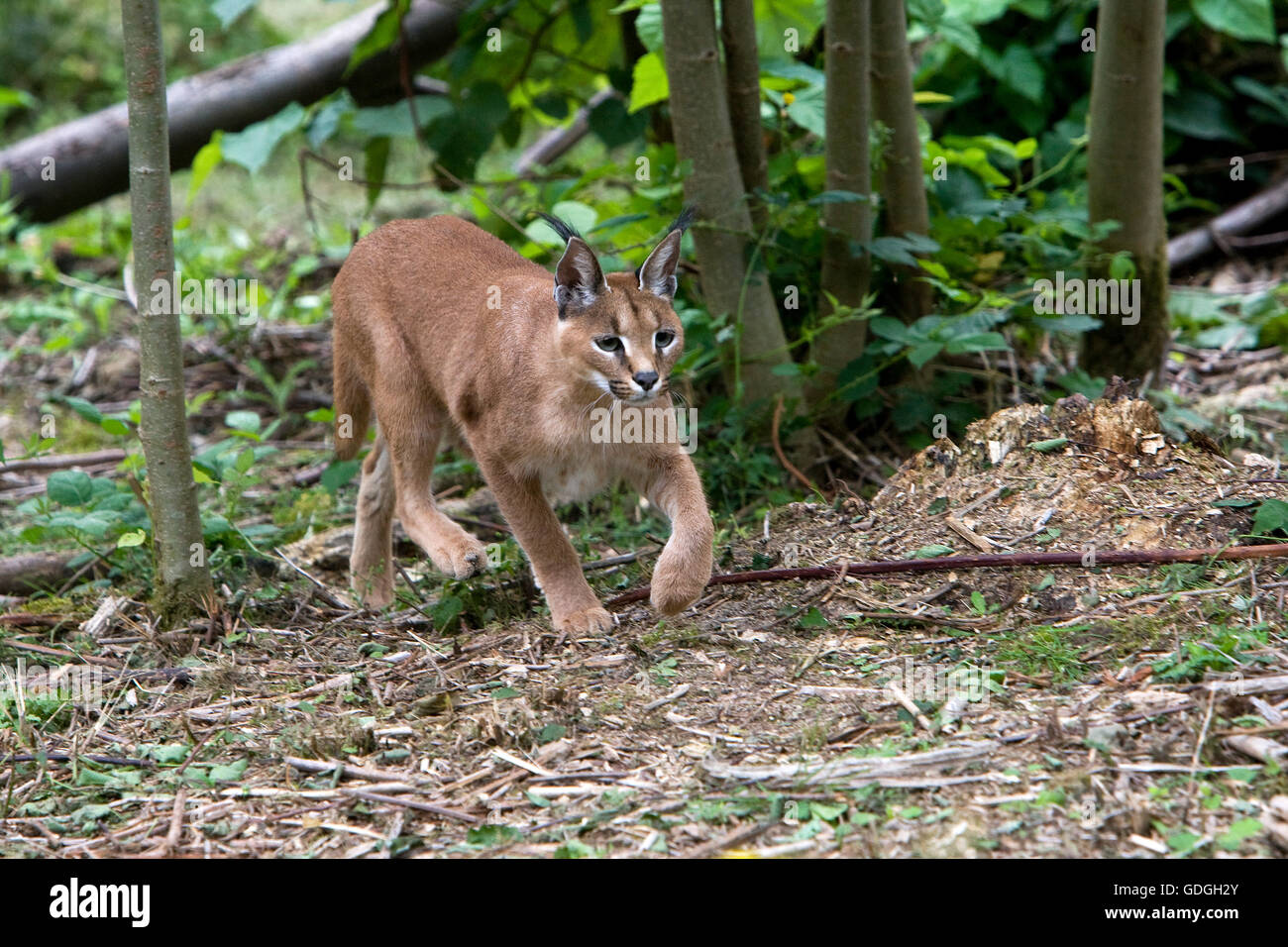 Caracal caracal caracal, Banque D'Images