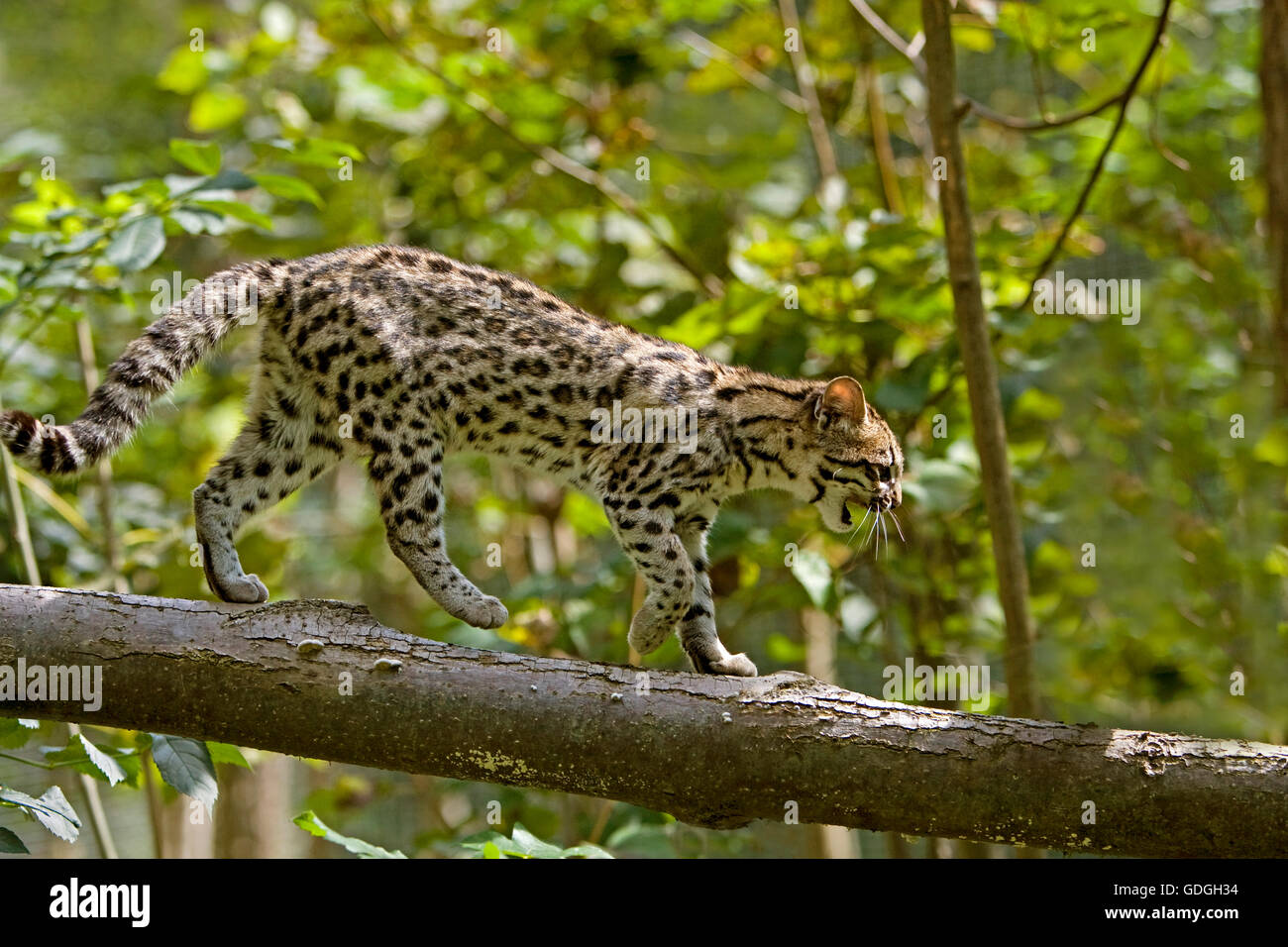 Chat-tigre ou Oncilla, leopardus tigrinus, des profils sur Branch Banque D'Images
