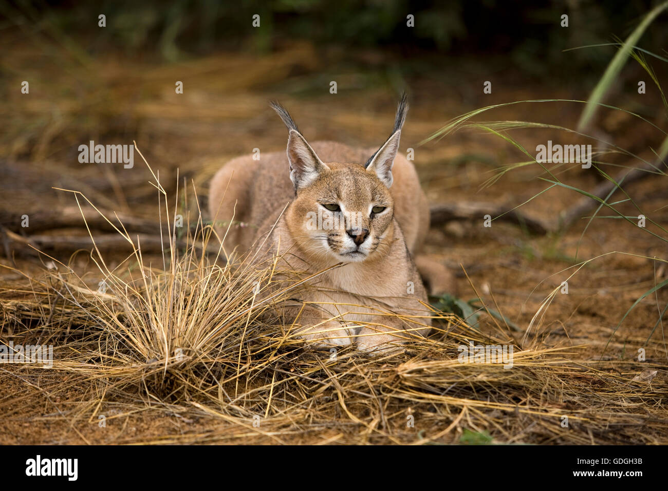 Caracal caracal caracal, Banque D'Images
