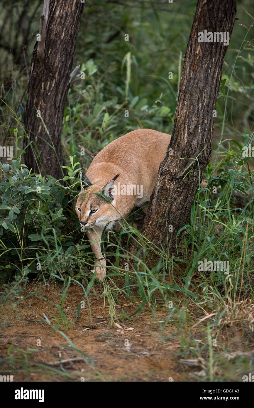CARACAL Caracal caracal Banque D'Images