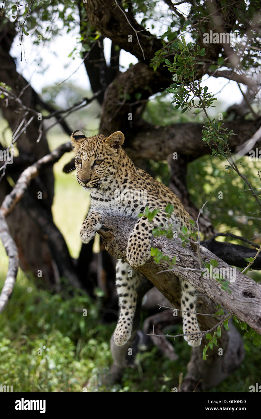 LEOPARD (4 MOIS) CUB Panthera pardus EN NAMIBIE DANS UN ARBRE Banque D'Images