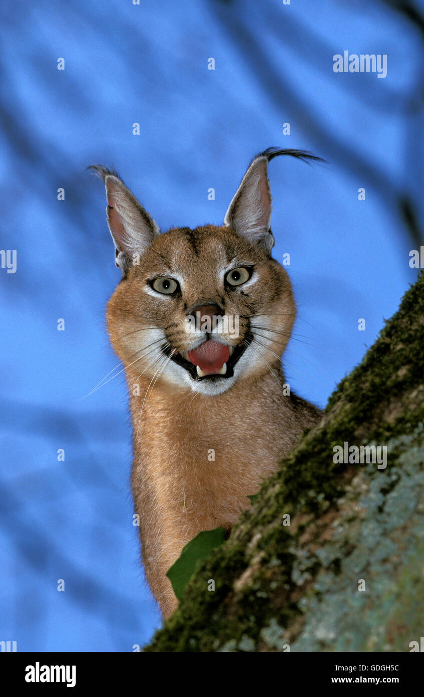 Caracal caracal caracal, ses crocs d'adultes, Banque D'Images