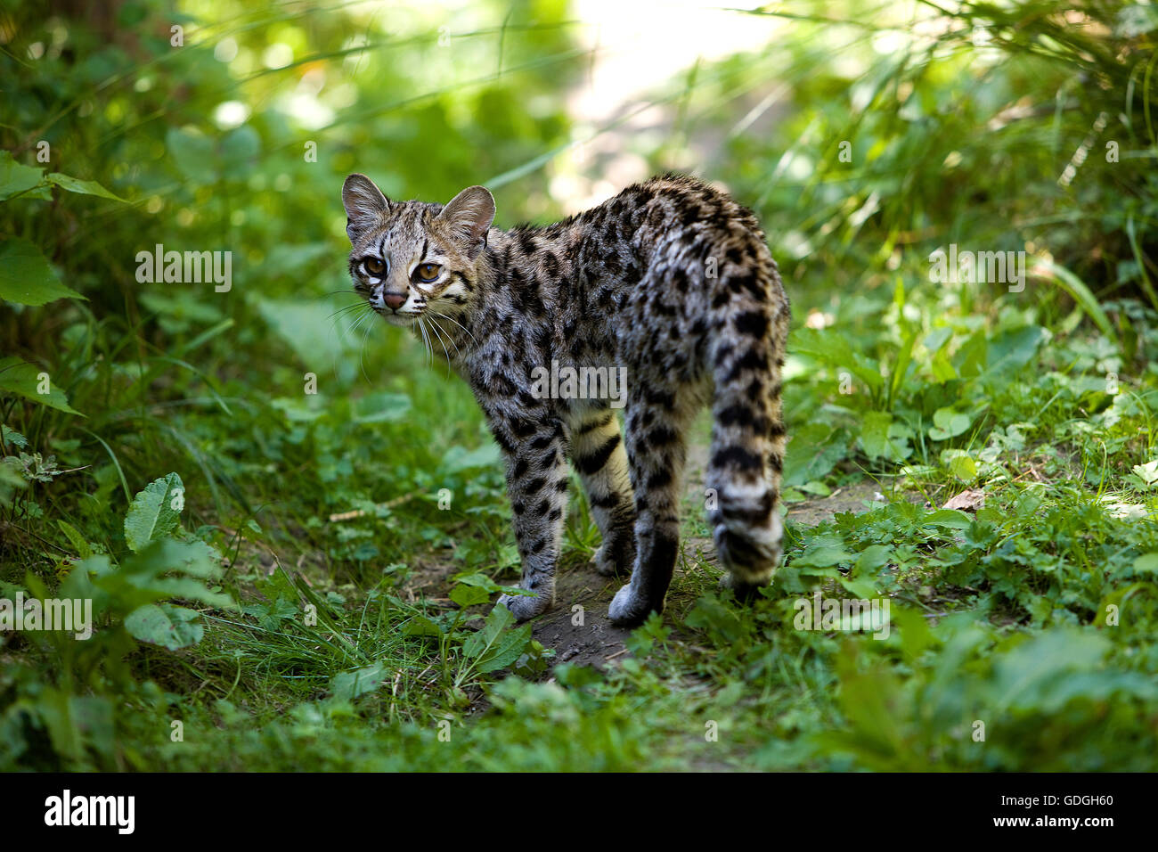 Chat-TIGRE OU ONCILLA leopardus tigrinus Banque D'Images