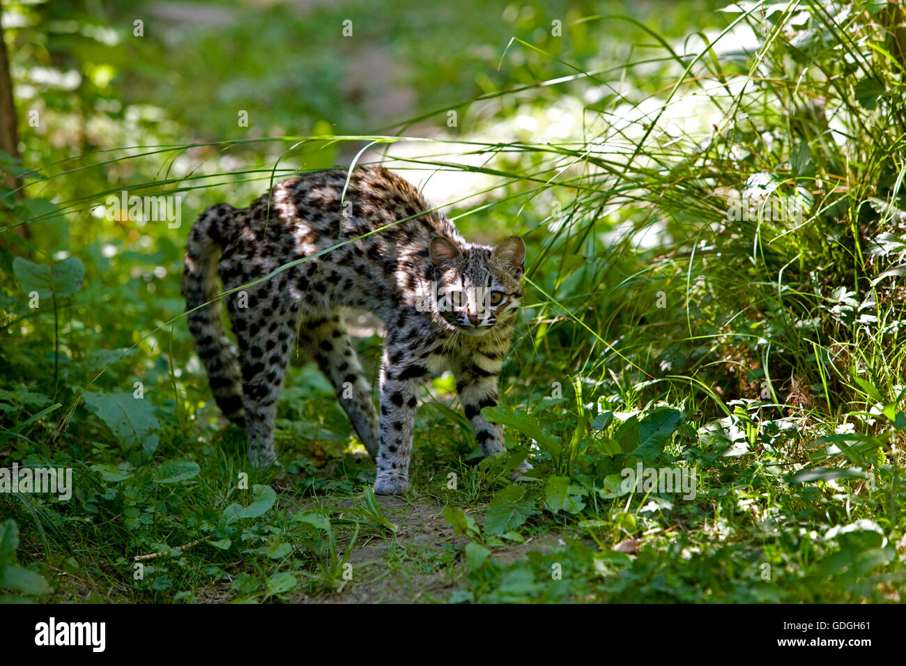 Chat-tigre ou Oncilla, leopardus tigrinus, en attitude de défense Banque D'Images